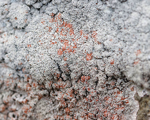Ochrolechia yasudae (with Trentepohlia Algae) The gray, bumpy lichen is Ochrolechia yasudae. The orange/reddish part is likely Trentepohlia algae. Trentepohlia algae are green algae that can live symbiotically with lichens. The filaments of Trentepohlia are orange because they contain a large quantity of carotenoid pigments, which mask the green of the chlorophyll.

Habitat: Growing on a boulder beside a pond in a mixed forest.
https://www.jungledragon.com/image/91071/ochrolechia_yasudae_with_trentepohlia_algae.html
https://www.jungledragon.com/image/91070/ochrolechia_yasudae_with_trentepohlia_algae.html
https://www.jungledragon.com/image/91069/ochrolechia_yasudae_with_trentepohlia_algae.html
https://www.jungledragon.com/image/91068/ochrolechia_yasudae_with_trentepohlia_algae.html Geotagged,Ochrolechia,Ochrolechia yasudae,Trentepohlia,Trentepohlia algae,United States,Winter,algae,lichen