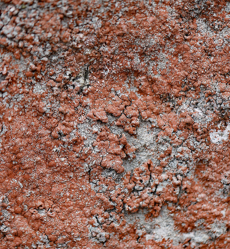 Ochrolechia yasudae (with Trentepohlia Algae) The gray, bumpy lichen is Ochrolechia yasudae. The orange/reddish part is likely Trentepohlia algae. Trentepohlia algae are green algae that can live symbiotically with lichens. The filaments of Trentepohlia are orange because they contain a large quantity of carotenoid pigments, which mask the green of the chlorophyll.<br />
<br />
Habitat: Growing on a boulder beside a pond in a mixed forest.<br />
<figure class="photo"><a href="https://www.jungledragon.com/image/91069/ochrolechia_yasudae_with_trentepohlia_algae.html" title="Ochrolechia yasudae (with Trentepohlia Algae)"><img src="https://s3.amazonaws.com/media.jungledragon.com/images/3232/91069_thumb.jpg?AWSAccessKeyId=05GMT0V3GWVNE7GGM1R2&Expires=1759968010&Signature=x2qkUAAFxc%2Bh4BnE8Wl%2FLZL%2FtAQ%3D" width="200" height="148" alt="Ochrolechia yasudae (with Trentepohlia Algae) The gray, bumpy lichen is Ochrolechia yasudae. The orange/reddish part is likely Trentepohlia algae. Trentepohlia algae are green algae that can live symbiotically with lichens. The filaments of Trentepohlia are orange because they contain a large quantity of carotenoid pigments, which mask the green of the chlorophyll.<br />
<br />
Habitat: Growing on a boulder beside a pond in a mixed forest.<br />
https://www.jungledragon.com/image/91070/ochrolechia_yasudae_with_trentepohlia_algae.html<br />
https://www.jungledragon.com/image/91068/ochrolechia_yasudae_with_trentepohlia_algae.html<br />
https://www.jungledragon.com/image/91071/ochrolechia_yasudae_with_trentepohlia_algae.html<br />
https://www.jungledragon.com/image/91067/ochrolechia_yasudae_with_trentepohlia_algae.html Geotagged,Ochrolechia yasudae,United States,Winter" /></a></figure><br />
<figure class="photo"><a href="https://www.jungledragon.com/image/91070/ochrolechia_yasudae_with_trentepohlia_algae.html" title="Ochrolechia yasudae (with Trentepohlia Algae)"><img src="https://s3.amazonaws.com/media.jungledragon.com/images/3232/91070_thumb.jpg?AWSAccessKeyId=05GMT0V3GWVNE7GGM1R2&Expires=1759968010&Signature=X%2BY87i32Tc3ZYDRJ0Vk%2BiNHvMew%3D" width="200" height="168" alt="Ochrolechia yasudae (with Trentepohlia Algae) The gray, bumpy lichen is Ochrolechia yasudae. The orange/reddish part is likely Trentepohlia algae. Trentepohlia algae are green algae that can live symbiotically with lichens. The filaments of Trentepohlia are orange because they contain a large quantity of carotenoid pigments, which mask the green of the chlorophyll.<br />
<br />
Habitat: Growing on a boulder beside a pond in a mixed forest.<br />
https://www.jungledragon.com/image/91067/ochrolechia_yasudae_with_trentepohlia_algae.html<br />
https://www.jungledragon.com/image/91071/ochrolechia_yasudae_with_trentepohlia_algae.html<br />
https://www.jungledragon.com/image/91069/ochrolechia_yasudae_with_trentepohlia_algae.html<br />
https://www.jungledragon.com/image/91068/ochrolechia_yasudae_with_trentepohlia_algae.html Geotagged,Ochrolechia yasudae,United States,Winter" /></a></figure><br />
<figure class="photo"><a href="https://www.jungledragon.com/image/91071/ochrolechia_yasudae_with_trentepohlia_algae.html" title="Ochrolechia yasudae (with Trentepohlia Algae)"><img src="https://s3.amazonaws.com/media.jungledragon.com/images/3232/91071_thumb.jpg?AWSAccessKeyId=05GMT0V3GWVNE7GGM1R2&Expires=1759968010&Signature=i04ykH7JiNNYAvTPpQzp1mvkXDg%3D" width="200" height="132" alt="Ochrolechia yasudae (with Trentepohlia Algae) The gray, bumpy lichen is Ochrolechia yasudae. The orange/reddish part is likely Trentepohlia algae. Trentepohlia algae are green algae that can live symbiotically with lichens. The filaments of Trentepohlia are orange because they contain a large quantity of carotenoid pigments, which mask the green of the chlorophyll.<br />
<br />
Habitat: Growing on a boulder beside a pond in a mixed forest.<br />
https://www.jungledragon.com/image/91067/ochrolechia_yasudae_with_trentepohlia_algae.html<br />
https://www.jungledragon.com/image/91070/ochrolechia_yasudae_with_trentepohlia_algae.html<br />
https://www.jungledragon.com/image/91069/ochrolechia_yasudae_with_trentepohlia_algae.html<br />
https://www.jungledragon.com/image/91068/ochrolechia_yasudae_with_trentepohlia_algae.html Geotagged,Ochrolechia yasudae,United States,Winter" /></a></figure><br />
<figure class="photo"><a href="https://www.jungledragon.com/image/91067/ochrolechia_yasudae_with_trentepohlia_algae.html" title="Ochrolechia yasudae (with Trentepohlia Algae)"><img src="https://s3.amazonaws.com/media.jungledragon.com/images/3232/91067_thumb.jpg?AWSAccessKeyId=05GMT0V3GWVNE7GGM1R2&Expires=1759968010&Signature=8ohOHAR0ARDnz0uREJEhz4IoNkM%3D" width="200" height="160" alt="Ochrolechia yasudae (with Trentepohlia Algae) The gray, bumpy lichen is Ochrolechia yasudae. The orange/reddish part is likely Trentepohlia algae. Trentepohlia algae are green algae that can live symbiotically with lichens. The filaments of Trentepohlia are orange because they contain a large quantity of carotenoid pigments, which mask the green of the chlorophyll.<br />
<br />
Habitat: Growing on a boulder beside a pond in a mixed forest.<br />
https://www.jungledragon.com/image/91071/ochrolechia_yasudae_with_trentepohlia_algae.html<br />
https://www.jungledragon.com/image/91070/ochrolechia_yasudae_with_trentepohlia_algae.html<br />
https://www.jungledragon.com/image/91069/ochrolechia_yasudae_with_trentepohlia_algae.html<br />
https://www.jungledragon.com/image/91068/ochrolechia_yasudae_with_trentepohlia_algae.html Geotagged,Ochrolechia,Ochrolechia yasudae,Trentepohlia,Trentepohlia algae,United States,Winter,algae,lichen" /></a></figure> Geotagged,Ochrolechia yasudae,United States,Winter