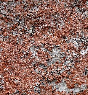 Ochrolechia yasudae (with Trentepohlia Algae) The gray, bumpy lichen is Ochrolechia yasudae. The orange/reddish part is likely Trentepohlia algae. Trentepohlia algae are green algae that can live symbiotically with lichens. The filaments of Trentepohlia are orange because they contain a large quantity of carotenoid pigments, which mask the green of the chlorophyll.

Habitat: Growing on a boulder beside a pond in a mixed forest.
https://www.jungledragon.com/image/91069/ochrolechia_yasudae_with_trentepohlia_algae.html
https://www.jungledragon.com/image/91070/ochrolechia_yasudae_with_trentepohlia_algae.html
https://www.jungledragon.com/image/91071/ochrolechia_yasudae_with_trentepohlia_algae.html
https://www.jungledragon.com/image/91067/ochrolechia_yasudae_with_trentepohlia_algae.html Geotagged,Ochrolechia yasudae,United States,Winter