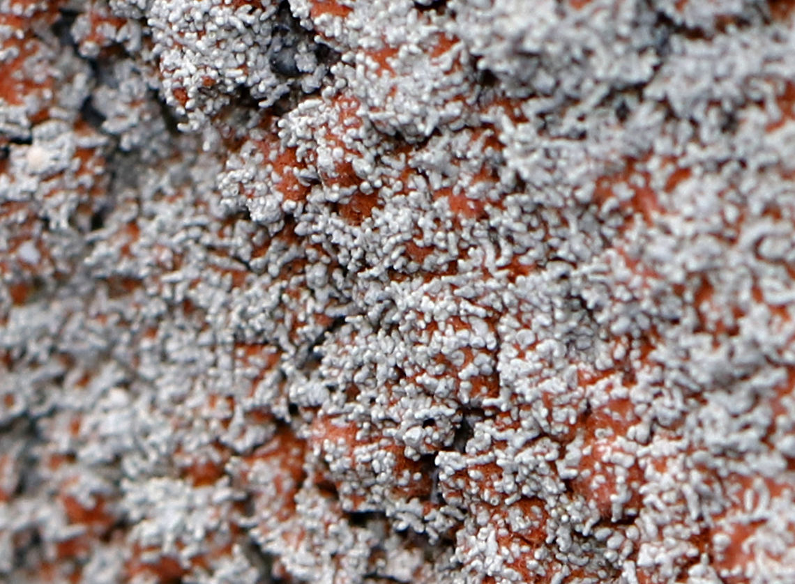 Ochrolechia yasudae (with Trentepohlia Algae) The gray, bumpy lichen is Ochrolechia yasudae. The orange/reddish part is likely Trentepohlia algae. Trentepohlia algae are green algae that can live symbiotically with lichens. The filaments of Trentepohlia are orange because they contain a large quantity of carotenoid pigments, which mask the green of the chlorophyll.<br />
<br />
Habitat: Growing on a boulder beside a pond in a mixed forest.<br />
<figure class="photo"><a href="https://www.jungledragon.com/image/91070/ochrolechia_yasudae_with_trentepohlia_algae.html" title="Ochrolechia yasudae (with Trentepohlia Algae)"><img src="https://s3.amazonaws.com/media.jungledragon.com/images/3232/91070_thumb.jpg?AWSAccessKeyId=05GMT0V3GWVNE7GGM1R2&Expires=1770854410&Signature=3pvm6aUSuyRGDDoaty1dzh0R4f4%3D" width="200" height="168" alt="Ochrolechia yasudae (with Trentepohlia Algae) The gray, bumpy lichen is Ochrolechia yasudae. The orange/reddish part is likely Trentepohlia algae. Trentepohlia algae are green algae that can live symbiotically with lichens. The filaments of Trentepohlia are orange because they contain a large quantity of carotenoid pigments, which mask the green of the chlorophyll.<br />
<br />
Habitat: Growing on a boulder beside a pond in a mixed forest.<br />
https://www.jungledragon.com/image/91067/ochrolechia_yasudae_with_trentepohlia_algae.html<br />
https://www.jungledragon.com/image/91071/ochrolechia_yasudae_with_trentepohlia_algae.html<br />
https://www.jungledragon.com/image/91069/ochrolechia_yasudae_with_trentepohlia_algae.html<br />
https://www.jungledragon.com/image/91068/ochrolechia_yasudae_with_trentepohlia_algae.html Geotagged,Ochrolechia yasudae,United States,Winter" /></a></figure><br />
<figure class="photo"><a href="https://www.jungledragon.com/image/91068/ochrolechia_yasudae_with_trentepohlia_algae.html" title="Ochrolechia yasudae (with Trentepohlia Algae)"><img src="https://s3.amazonaws.com/media.jungledragon.com/images/3232/91068_thumb.jpg?AWSAccessKeyId=05GMT0V3GWVNE7GGM1R2&Expires=1770854410&Signature=QZZdAACOgkmKuvJCQI7Fwd2HAAE%3D" width="142" height="152" alt="Ochrolechia yasudae (with Trentepohlia Algae) The gray, bumpy lichen is Ochrolechia yasudae. The orange/reddish part is likely Trentepohlia algae. Trentepohlia algae are green algae that can live symbiotically with lichens. The filaments of Trentepohlia are orange because they contain a large quantity of carotenoid pigments, which mask the green of the chlorophyll.<br />
<br />
Habitat: Growing on a boulder beside a pond in a mixed forest.<br />
https://www.jungledragon.com/image/91069/ochrolechia_yasudae_with_trentepohlia_algae.html<br />
https://www.jungledragon.com/image/91070/ochrolechia_yasudae_with_trentepohlia_algae.html<br />
https://www.jungledragon.com/image/91071/ochrolechia_yasudae_with_trentepohlia_algae.html<br />
https://www.jungledragon.com/image/91067/ochrolechia_yasudae_with_trentepohlia_algae.html Geotagged,Ochrolechia yasudae,United States,Winter" /></a></figure><br />
<figure class="photo"><a href="https://www.jungledragon.com/image/91071/ochrolechia_yasudae_with_trentepohlia_algae.html" title="Ochrolechia yasudae (with Trentepohlia Algae)"><img src="https://s3.amazonaws.com/media.jungledragon.com/images/3232/91071_thumb.jpg?AWSAccessKeyId=05GMT0V3GWVNE7GGM1R2&Expires=1770854410&Signature=XX9DsXctw9TDVdw%2BQVMTHfCKm2s%3D" width="200" height="132" alt="Ochrolechia yasudae (with Trentepohlia Algae) The gray, bumpy lichen is Ochrolechia yasudae. The orange/reddish part is likely Trentepohlia algae. Trentepohlia algae are green algae that can live symbiotically with lichens. The filaments of Trentepohlia are orange because they contain a large quantity of carotenoid pigments, which mask the green of the chlorophyll.<br />
<br />
Habitat: Growing on a boulder beside a pond in a mixed forest.<br />
https://www.jungledragon.com/image/91067/ochrolechia_yasudae_with_trentepohlia_algae.html<br />
https://www.jungledragon.com/image/91070/ochrolechia_yasudae_with_trentepohlia_algae.html<br />
https://www.jungledragon.com/image/91069/ochrolechia_yasudae_with_trentepohlia_algae.html<br />
https://www.jungledragon.com/image/91068/ochrolechia_yasudae_with_trentepohlia_algae.html Geotagged,Ochrolechia yasudae,United States,Winter" /></a></figure><br />
<figure class="photo"><a href="https://www.jungledragon.com/image/91067/ochrolechia_yasudae_with_trentepohlia_algae.html" title="Ochrolechia yasudae (with Trentepohlia Algae)"><img src="https://s3.amazonaws.com/media.jungledragon.com/images/3232/91067_thumb.jpg?AWSAccessKeyId=05GMT0V3GWVNE7GGM1R2&Expires=1770854410&Signature=UfOgyqdbURdf5Drp%2FxInvHZBU5Q%3D" width="200" height="160" alt="Ochrolechia yasudae (with Trentepohlia Algae) The gray, bumpy lichen is Ochrolechia yasudae. The orange/reddish part is likely Trentepohlia algae. Trentepohlia algae are green algae that can live symbiotically with lichens. The filaments of Trentepohlia are orange because they contain a large quantity of carotenoid pigments, which mask the green of the chlorophyll.<br />
<br />
Habitat: Growing on a boulder beside a pond in a mixed forest.<br />
https://www.jungledragon.com/image/91071/ochrolechia_yasudae_with_trentepohlia_algae.html<br />
https://www.jungledragon.com/image/91070/ochrolechia_yasudae_with_trentepohlia_algae.html<br />
https://www.jungledragon.com/image/91069/ochrolechia_yasudae_with_trentepohlia_algae.html<br />
https://www.jungledragon.com/image/91068/ochrolechia_yasudae_with_trentepohlia_algae.html Geotagged,Ochrolechia,Ochrolechia yasudae,Trentepohlia,Trentepohlia algae,United States,Winter,algae,lichen" /></a></figure> Geotagged,Ochrolechia yasudae,United States,Winter