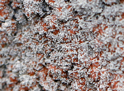 Ochrolechia yasudae (with Trentepohlia Algae) The gray, bumpy lichen is Ochrolechia yasudae. The orange/reddish part is likely Trentepohlia algae. Trentepohlia algae are green algae that can live symbiotically with lichens. The filaments of Trentepohlia are orange because they contain a large quantity of carotenoid pigments, which mask the green of the chlorophyll.

Habitat: Growing on a boulder beside a pond in a mixed forest.
https://www.jungledragon.com/image/91070/ochrolechia_yasudae_with_trentepohlia_algae.html
https://www.jungledragon.com/image/91068/ochrolechia_yasudae_with_trentepohlia_algae.html
https://www.jungledragon.com/image/91071/ochrolechia_yasudae_with_trentepohlia_algae.html
https://www.jungledragon.com/image/91067/ochrolechia_yasudae_with_trentepohlia_algae.html Geotagged,Ochrolechia yasudae,United States,Winter