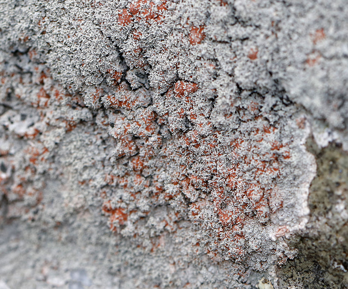Ochrolechia yasudae (with Trentepohlia Algae) The gray, bumpy lichen is Ochrolechia yasudae. The orange/reddish part is likely Trentepohlia algae. Trentepohlia algae are green algae that can live symbiotically with lichens. The filaments of Trentepohlia are orange because they contain a large quantity of carotenoid pigments, which mask the green of the chlorophyll.<br />
<br />
Habitat: Growing on a boulder beside a pond in a mixed forest.<br />
<figure class="photo"><a href="https://www.jungledragon.com/image/91067/ochrolechia_yasudae_with_trentepohlia_algae.html" title="Ochrolechia yasudae (with Trentepohlia Algae)"><img src="https://s3.amazonaws.com/media.jungledragon.com/images/3232/91067_thumb.jpg?AWSAccessKeyId=05GMT0V3GWVNE7GGM1R2&Expires=1759968010&Signature=8ohOHAR0ARDnz0uREJEhz4IoNkM%3D" width="200" height="160" alt="Ochrolechia yasudae (with Trentepohlia Algae) The gray, bumpy lichen is Ochrolechia yasudae. The orange/reddish part is likely Trentepohlia algae. Trentepohlia algae are green algae that can live symbiotically with lichens. The filaments of Trentepohlia are orange because they contain a large quantity of carotenoid pigments, which mask the green of the chlorophyll.<br />
<br />
Habitat: Growing on a boulder beside a pond in a mixed forest.<br />
https://www.jungledragon.com/image/91071/ochrolechia_yasudae_with_trentepohlia_algae.html<br />
https://www.jungledragon.com/image/91070/ochrolechia_yasudae_with_trentepohlia_algae.html<br />
https://www.jungledragon.com/image/91069/ochrolechia_yasudae_with_trentepohlia_algae.html<br />
https://www.jungledragon.com/image/91068/ochrolechia_yasudae_with_trentepohlia_algae.html Geotagged,Ochrolechia,Ochrolechia yasudae,Trentepohlia,Trentepohlia algae,United States,Winter,algae,lichen" /></a></figure><br />
<figure class="photo"><a href="https://www.jungledragon.com/image/91071/ochrolechia_yasudae_with_trentepohlia_algae.html" title="Ochrolechia yasudae (with Trentepohlia Algae)"><img src="https://s3.amazonaws.com/media.jungledragon.com/images/3232/91071_thumb.jpg?AWSAccessKeyId=05GMT0V3GWVNE7GGM1R2&Expires=1759968010&Signature=i04ykH7JiNNYAvTPpQzp1mvkXDg%3D" width="200" height="132" alt="Ochrolechia yasudae (with Trentepohlia Algae) The gray, bumpy lichen is Ochrolechia yasudae. The orange/reddish part is likely Trentepohlia algae. Trentepohlia algae are green algae that can live symbiotically with lichens. The filaments of Trentepohlia are orange because they contain a large quantity of carotenoid pigments, which mask the green of the chlorophyll.<br />
<br />
Habitat: Growing on a boulder beside a pond in a mixed forest.<br />
https://www.jungledragon.com/image/91067/ochrolechia_yasudae_with_trentepohlia_algae.html<br />
https://www.jungledragon.com/image/91070/ochrolechia_yasudae_with_trentepohlia_algae.html<br />
https://www.jungledragon.com/image/91069/ochrolechia_yasudae_with_trentepohlia_algae.html<br />
https://www.jungledragon.com/image/91068/ochrolechia_yasudae_with_trentepohlia_algae.html Geotagged,Ochrolechia yasudae,United States,Winter" /></a></figure><br />
<figure class="photo"><a href="https://www.jungledragon.com/image/91069/ochrolechia_yasudae_with_trentepohlia_algae.html" title="Ochrolechia yasudae (with Trentepohlia Algae)"><img src="https://s3.amazonaws.com/media.jungledragon.com/images/3232/91069_thumb.jpg?AWSAccessKeyId=05GMT0V3GWVNE7GGM1R2&Expires=1759968010&Signature=x2qkUAAFxc%2Bh4BnE8Wl%2FLZL%2FtAQ%3D" width="200" height="148" alt="Ochrolechia yasudae (with Trentepohlia Algae) The gray, bumpy lichen is Ochrolechia yasudae. The orange/reddish part is likely Trentepohlia algae. Trentepohlia algae are green algae that can live symbiotically with lichens. The filaments of Trentepohlia are orange because they contain a large quantity of carotenoid pigments, which mask the green of the chlorophyll.<br />
<br />
Habitat: Growing on a boulder beside a pond in a mixed forest.<br />
https://www.jungledragon.com/image/91070/ochrolechia_yasudae_with_trentepohlia_algae.html<br />
https://www.jungledragon.com/image/91068/ochrolechia_yasudae_with_trentepohlia_algae.html<br />
https://www.jungledragon.com/image/91071/ochrolechia_yasudae_with_trentepohlia_algae.html<br />
https://www.jungledragon.com/image/91067/ochrolechia_yasudae_with_trentepohlia_algae.html Geotagged,Ochrolechia yasudae,United States,Winter" /></a></figure><br />
<figure class="photo"><a href="https://www.jungledragon.com/image/91068/ochrolechia_yasudae_with_trentepohlia_algae.html" title="Ochrolechia yasudae (with Trentepohlia Algae)"><img src="https://s3.amazonaws.com/media.jungledragon.com/images/3232/91068_thumb.jpg?AWSAccessKeyId=05GMT0V3GWVNE7GGM1R2&Expires=1759968010&Signature=lPJuDB0mg1u2i72wVTeF4vAF4UI%3D" width="142" height="152" alt="Ochrolechia yasudae (with Trentepohlia Algae) The gray, bumpy lichen is Ochrolechia yasudae. The orange/reddish part is likely Trentepohlia algae. Trentepohlia algae are green algae that can live symbiotically with lichens. The filaments of Trentepohlia are orange because they contain a large quantity of carotenoid pigments, which mask the green of the chlorophyll.<br />
<br />
Habitat: Growing on a boulder beside a pond in a mixed forest.<br />
https://www.jungledragon.com/image/91069/ochrolechia_yasudae_with_trentepohlia_algae.html<br />
https://www.jungledragon.com/image/91070/ochrolechia_yasudae_with_trentepohlia_algae.html<br />
https://www.jungledragon.com/image/91071/ochrolechia_yasudae_with_trentepohlia_algae.html<br />
https://www.jungledragon.com/image/91067/ochrolechia_yasudae_with_trentepohlia_algae.html Geotagged,Ochrolechia yasudae,United States,Winter" /></a></figure> Geotagged,Ochrolechia yasudae,United States,Winter