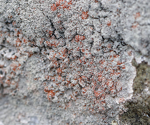 Ochrolechia yasudae (with Trentepohlia Algae) The gray, bumpy lichen is Ochrolechia yasudae. The orange/reddish part is likely Trentepohlia algae. Trentepohlia algae are green algae that can live symbiotically with lichens. The filaments of Trentepohlia are orange because they contain a large quantity of carotenoid pigments, which mask the green of the chlorophyll.

Habitat: Growing on a boulder beside a pond in a mixed forest.
https://www.jungledragon.com/image/91067/ochrolechia_yasudae_with_trentepohlia_algae.html
https://www.jungledragon.com/image/91071/ochrolechia_yasudae_with_trentepohlia_algae.html
https://www.jungledragon.com/image/91069/ochrolechia_yasudae_with_trentepohlia_algae.html
https://www.jungledragon.com/image/91068/ochrolechia_yasudae_with_trentepohlia_algae.html Geotagged,Ochrolechia yasudae,United States,Winter