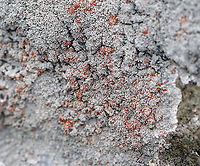 Ochrolechia yasudae (with Trentepohlia Algae) The gray, bumpy lichen is Ochrolechia yasudae. The orange/reddish part is likely Trentepohlia algae. Trentepohlia algae are green algae that can live symbiotically with lichens. The filaments of Trentepohlia are orange because they contain a large quantity of carotenoid pigments, which mask the green of the chlorophyll.<br />
<br />
Habitat: Growing on a boulder beside a pond in a mixed forest.<br />
https://www.jungledragon.com/image/91067/ochrolechia_yasudae_with_trentepohlia_algae.html<br />
https://www.jungledragon.com/image/91071/ochrolechia_yasudae_with_trentepohlia_algae.html<br />
https://www.jungledragon.com/image/91069/ochrolechia_yasudae_with_trentepohlia_algae.html<br />
https://www.jungledragon.com/image/91068/ochrolechia_yasudae_with_trentepohlia_algae.html Geotagged,Ochrolechia yasudae,United States,Winter