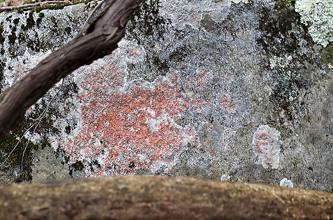 Ochrolechia yasudae (with Trentepohlia Algae) The gray, bumpy lichen is Ochrolechia yasudae. The orange/reddish part is likely Trentepohlia algae. Trentepohlia algae are green algae that can live symbiotically with lichens. The filaments of Trentepohlia are orange because they contain a large quantity of carotenoid pigments, which mask the green of the chlorophyll.

Habitat: Growing on a boulder beside a pond in a mixed forest.
https://www.jungledragon.com/image/91067/ochrolechia_yasudae_with_trentepohlia_algae.html
https://www.jungledragon.com/image/91070/ochrolechia_yasudae_with_trentepohlia_algae.html
https://www.jungledragon.com/image/91069/ochrolechia_yasudae_with_trentepohlia_algae.html
https://www.jungledragon.com/image/91068/ochrolechia_yasudae_with_trentepohlia_algae.html Geotagged,Ochrolechia yasudae,United States,Winter
