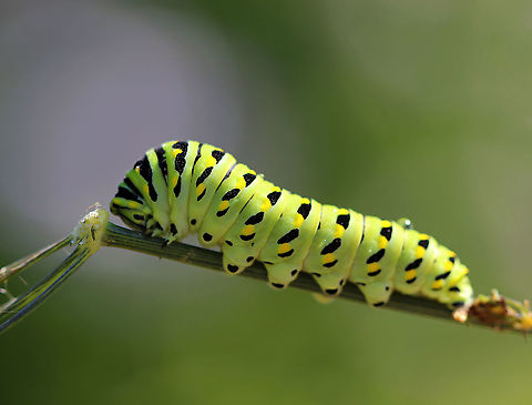 Papilio polyxenes - Black Swallowtail Caterpillar These cats really love fennel! I almost always find them on these plants.

The larvae of this species changes color quite dramatically with each molt. This picture shows the last instar, which is green with black bands dotted with yellow spots on each segment. 

Habitat: On fennel (Foeniculum sp.) in a rural garden. Black Swallowtail,Geotagged,Papilio polyxenes,Summer,United States,caterpillar,larva