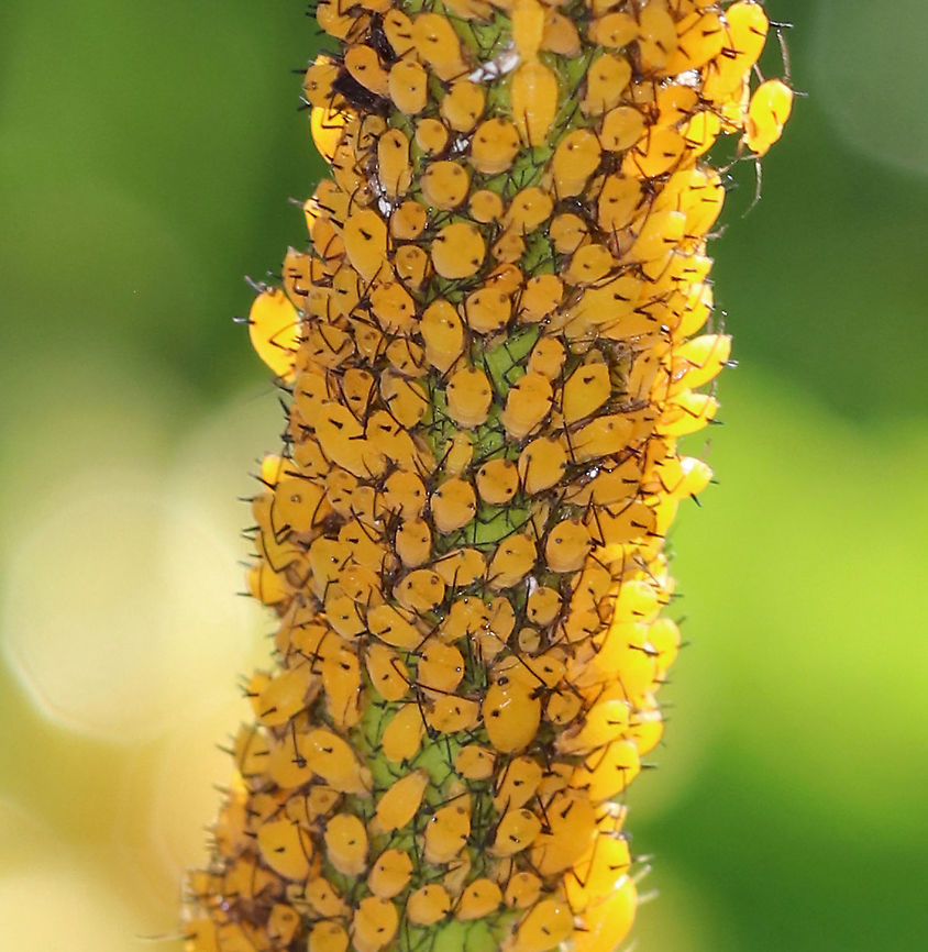 Oleander Aphids - Aphis nerii Aphids don&#039;t practice social distancing.<br />
<br />
Habitat: Milkweed stems Aphis nerii,Geotagged,Milkweed aphid,Summer,United States,aphid,aphids