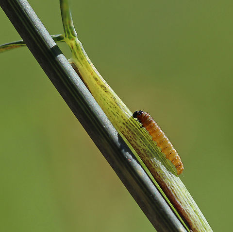 Purple Carrot-seed Moth Caterpillar - Depressaria depressana An early instar.

Habitat: Rural garden Depressaria depressana,Geotagged,Purple carrot-seed moth,Summer,United States,caterpillar,larva
