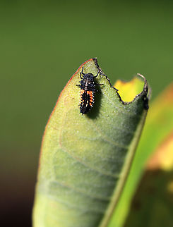 Multicolored Asian Lady Beetle Larva - Harmonia axyridis I imagine that this plant is like Mount Everest to these larvae. So, this larva would basically be in the death zone.

Habitat: Milkweed  Geotagged,Harmonia axyridis,Multicolored Asian Lady Beetle,Summer,United States,larva