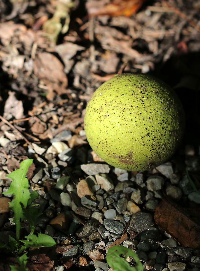 Black Walnut (Juglans nigra) I'm super allergic to walnuts, so this is one of the few things I won't touch! <br />
<br />
Black walnut trees are abundant in the northeastern US. As an allelopathic species, it releases chemicals that give the black walnut an advantage while harming other plants.<br />
<br />
Black walnut is edible for animals and humans. You can also tap the trees to get syrup. And, the wood is really popular for wood-working. <br />
<br />
Habitat: Deciduous forest<br />
<br />
What the fruits look like at different stages: <a href="https://naturewalk.yale.edu/sites/default/files/styles/large/public/detailed_fruit.png?itok=ajzh5waR" rel="nofollow">https://naturewalk.yale.edu/sites/default/files/styles/large/public/detailed_fruit.png?itok=ajzh5waR</a> Eastern black walnut,Geotagged,Juglans nigra,Summer,United States,walnut