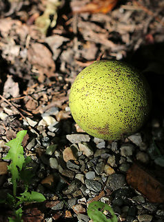 Black Walnut (Juglans nigra) I'm super allergic to walnuts, so this is one of the few things I won't touch! 

Black walnut trees are abundant in the northeastern US. As an allelopathic species, it releases chemicals that give the black walnut an advantage while harming other plants.

Black walnut is edible for animals and humans. You can also tap the trees to get syrup. And, the wood is really popular for wood-working. 

Habitat: Deciduous forest

What the fruits look like at different stages: https://naturewalk.yale.edu/sites/default/files/styles/large/public/detailed_fruit.png?itok=ajzh5waR Eastern black walnut,Geotagged,Juglans nigra,Summer,United States,walnut