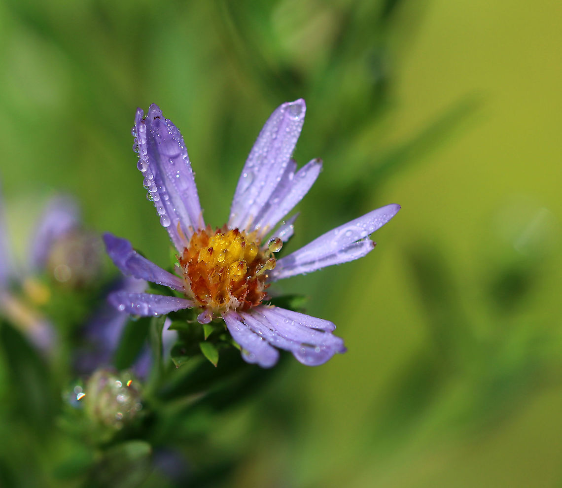 New York Aster - Symphyotrichum novi-belgii Past prime, but still so pretty.<br />
<br />
Habitat: Rural garden Geotagged,New York Aster,Summer,Symphyotrichum,Symphyotrichum novi-belgii,United States,aster