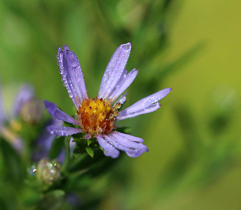 New York Aster - Symphyotrichum novi-belgii Past prime, but still so pretty.

Habitat: Rural garden Geotagged,New York Aster,Summer,Symphyotrichum,Symphyotrichum novi-belgii,United States,aster