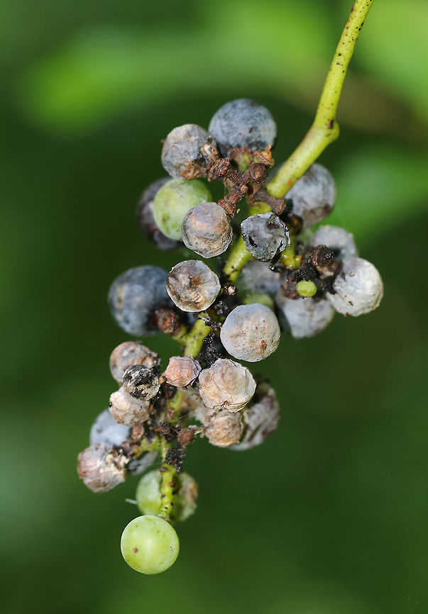 River Grape - Vitis riparia Definitely past prime. These grapes were pretty rotten, but I wouldn&#039;t have eaten them even if fresh because river grapes are really sour. <br />
<br />
Habitat: Pond edge Geotagged,Riverbank Grape,Summer,United States,Vitis,Vitis riparia,grapes,river grape,wild grapes