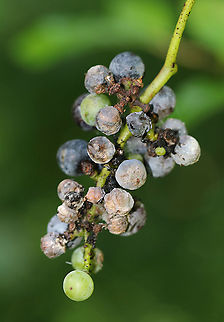 River Grape - Vitis riparia Definitely past prime. These grapes were pretty rotten, but I wouldn't have eaten them even if fresh because river grapes are really sour. 

Habitat: Pond edge Geotagged,Riverbank Grape,Summer,United States,Vitis,Vitis riparia,grapes,river grape,wild grapes