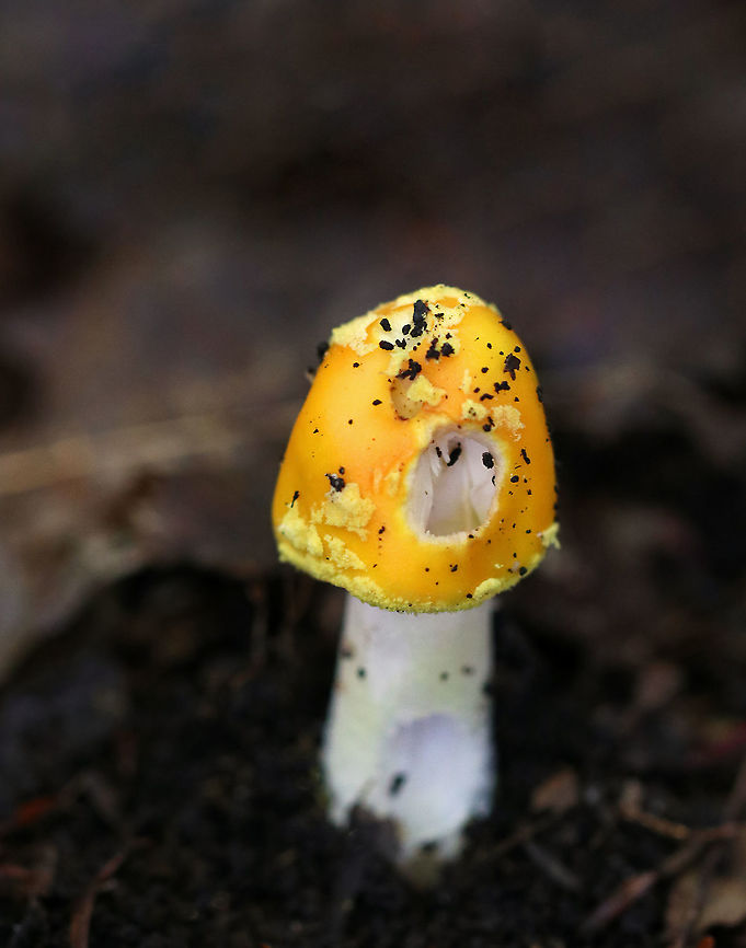 Peck's Yellow Dust Amanita- Amanita elongata Bright yellow, tacky cap. White gills. White, shaggy stipe and a yellow ring. Slightly enlarged base.<br />
<br />
Habitat: Growing in a mixed forest with lots of eastern hemlock. Amanita elongata,Geotagged,Peck's Yellow Dust Amanita,Summer,United States