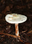 Amanita americitrina White, flat cap with pinkish patches. Gills were white, free, close, and had frequent short gills. Stipe was white with brownish streaks, a white, skirt-like ring, and ended with a bulb.<br />
<br />
Habitat: Spotted growing on the ground in a mixed forest<br />
https://www.jungledragon.com/image/91127/amanita_americitrina.html<br />
https://www.jungledragon.com/image/91126/amanita_americitrina.html Amanita,Amanita americitrina,Geotagged,Summer,United States