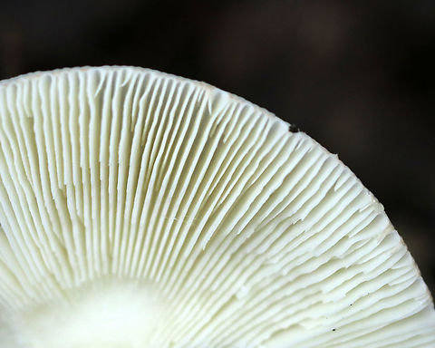 Amanita americitrina White, flat cap with pinkish patches. Gills were white, free, close, and had frequent short gills. Stipe was white with brownish streaks, a white, skirt-like ring, and ended with a bulb.

Habitat: Spotted growing on the ground in a mixed forest
https://www.jungledragon.com/image/91125/amanita_americitrina.html
https://www.jungledragon.com/image/91127/amanita_americitrina.html Amanita americitrina,Geotagged,Summer,United States