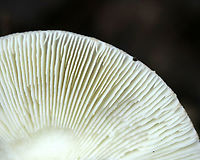 Amanita americitrina White, flat cap with pinkish patches. Gills were white, free, close, and had frequent short gills. Stipe was white with brownish streaks, a white, skirt-like ring, and ended with a bulb.<br />
<br />
Habitat: Spotted growing on the ground in a mixed forest<br />
https://www.jungledragon.com/image/91125/amanita_americitrina.html<br />
https://www.jungledragon.com/image/91127/amanita_americitrina.html Amanita americitrina,Geotagged,Summer,United States