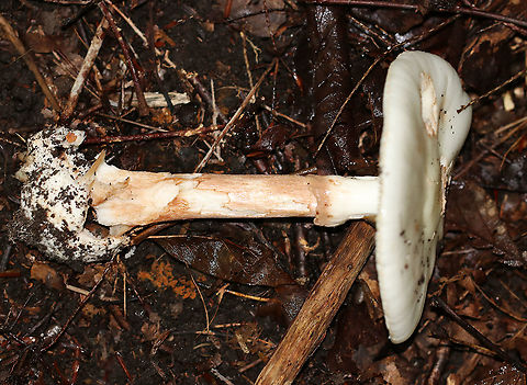 Amanita americitrina White, flat cap with pinkish patches. Gills were white, free, close, and had frequent short gills. Stipe was white with brownish streaks, a white, skirt-like ring, and ended with a bulb.

Habitat: Spotted growing on the ground in a mixed forest
https://www.jungledragon.com/image/91125/amanita_americitrina.html
https://www.jungledragon.com/image/91126/amanita_americitrina.html Amanita americitrina,Geotagged,Summer,United States