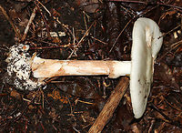 Amanita americitrina White, flat cap with pinkish patches. Gills were white, free, close, and had frequent short gills. Stipe was white with brownish streaks, a white, skirt-like ring, and ended with a bulb.<br />
<br />
Habitat: Spotted growing on the ground in a mixed forest<br />
https://www.jungledragon.com/image/91125/amanita_americitrina.html<br />
https://www.jungledragon.com/image/91126/amanita_americitrina.html Amanita americitrina,Geotagged,Summer,United States