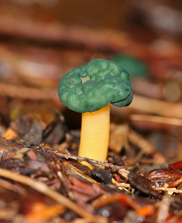 Chicken Lips - Leotia viscosa The cap was green and convoluted. The stipe was yellow and gelatinous.<br />
<br />
Habitat: Mixed forest<br />
<figure class="photo"><a href="https://www.jungledragon.com/image/91129/chicken_lips_-_leotia_viscosa.html" title="Chicken Lips - Leotia viscosa"><img src="https://s3.amazonaws.com/media.jungledragon.com/images/3232/91129_thumb.jpg?AWSAccessKeyId=05GMT0V3GWVNE7GGM1R2&Expires=1759968010&Signature=F%2FSdbJP5lh4mbRwpjwjQ0lwobzA%3D" width="152" height="152" alt="Chicken Lips - Leotia viscosa The cap was green and convoluted. The stipe was yellow and gelatinous.<br />
<br />
Habitat: Mixed forest<br />
https://www.jungledragon.com/image/91128/chicken_lips_-_leotia_viscosa.html Chicken lips,Geotagged,Leotia viscosa,Summer,United States" /></a></figure> Chicken lips,Geotagged,Leotia viscosa,Summer,United States,leotia