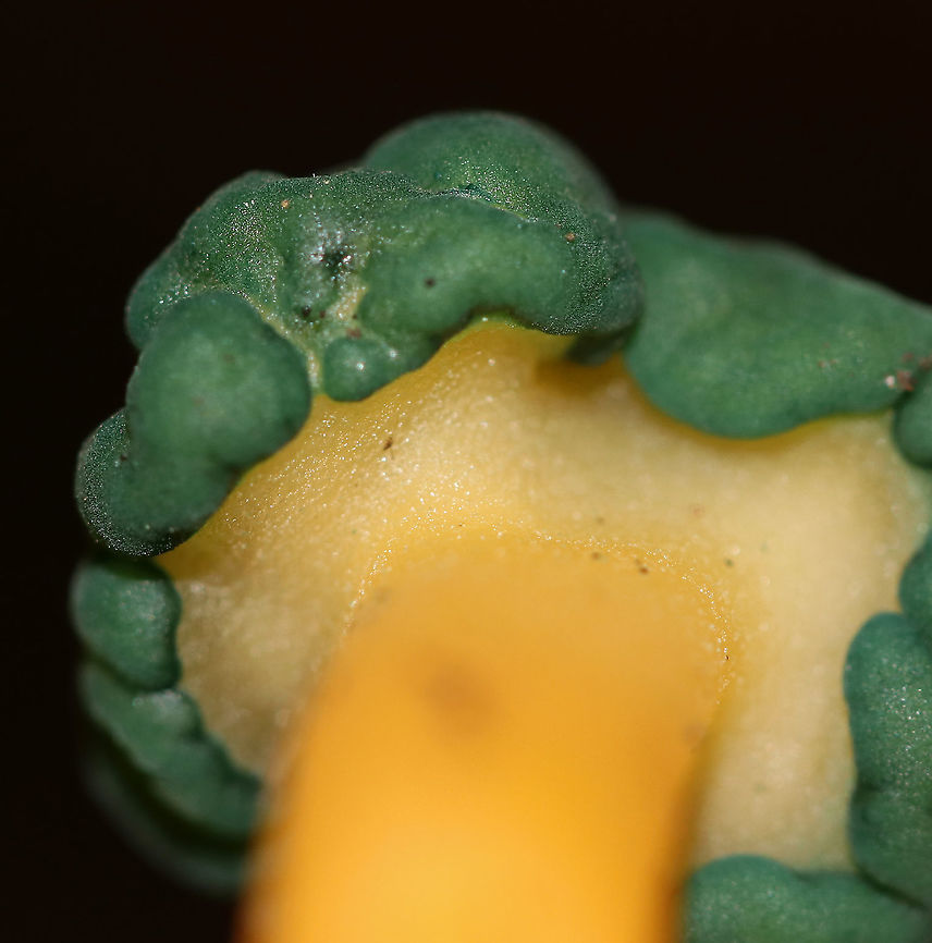 Chicken Lips - Leotia viscosa The cap was green and convoluted. The stipe was yellow and gelatinous.<br />
<br />
Habitat: Mixed forest<br />
<figure class="photo"><a href="https://www.jungledragon.com/image/91128/chicken_lips_-_leotia_viscosa.html" title="Chicken Lips - Leotia viscosa"><img src="https://s3.amazonaws.com/media.jungledragon.com/images/3232/91128_thumb.jpg?AWSAccessKeyId=05GMT0V3GWVNE7GGM1R2&Expires=1759968010&Signature=FFw58E9osK25SYy9lPvWTaU6yCo%3D" width="126" height="152" alt="Chicken Lips - Leotia viscosa The cap was green and convoluted. The stipe was yellow and gelatinous.<br />
<br />
Habitat: Mixed forest<br />
https://www.jungledragon.com/image/91129/chicken_lips_-_leotia_viscosa.html Chicken lips,Geotagged,Leotia viscosa,Summer,United States,leotia" /></a></figure> Chicken lips,Geotagged,Leotia viscosa,Summer,United States