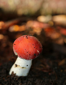 Russula silvicola Habitat: Growing on humus in a mixed forest Geotagged,Russula silvicola,Summer,United States,russula