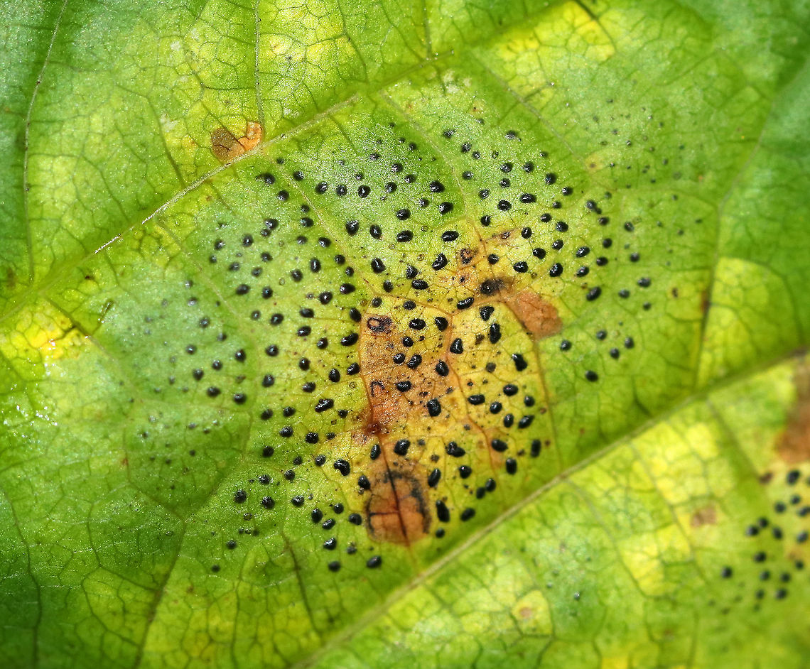 Rhytisma punctatum on Moose maple (Acer pensylvanicum) This fungus causes speckled tar spots on maple leaves.<br />
<br />
Habitat: Deciduous forest Acer pensylvanicum,Geotagged,Rhytisma,Rhytisma punctatum,Summer,United States,maple,moose maple