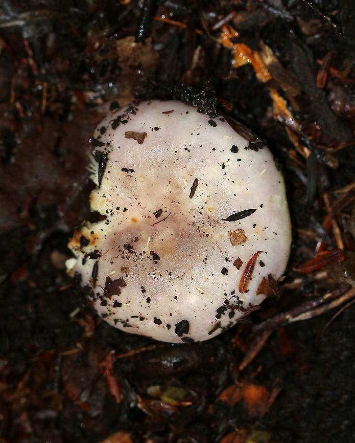 Crusty Russula - Russula crustosa Cap: Nearly flat with a shallow, central depression; Cracks near the center; lavender with brownish spots<br />
Gills: Attached; crowded; forking; cream-colored<br />
Stem: White, dry, and smooth; brownish yellow discoloration at the base<br />
Habitat: Mixed forest Crusty Russula,Geotagged,Russula,Russula crustosa,Summer,United States,fungus,mushroom