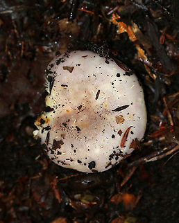 Crusty Russula - Russula crustosa Cap: Nearly flat with a shallow, central depression; Cracks near the center; lavender with brownish spots
Gills: Attached; crowded; forking; cream-colored
Stem: White, dry, and smooth; brownish yellow discoloration at the base
Habitat: Mixed forest Crusty Russula,Geotagged,Russula,Russula crustosa,Summer,United States,fungus,mushroom