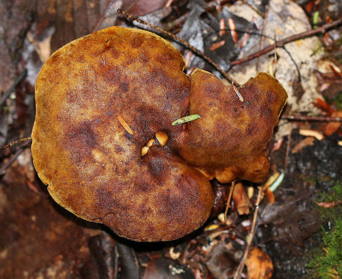 Ash-tree Bolete - Boletinellus merulioides Habitat: Mixed forest<br />
<figure class="photo"><a href="https://www.jungledragon.com/image/91156/ash-tree_bolete_-_boletinellus_merulioides.html" title="Ash-tree Bolete - Boletinellus merulioides"><img src="https://s3.amazonaws.com/media.jungledragon.com/images/3232/91156_thumb.jpg?AWSAccessKeyId=05GMT0V3GWVNE7GGM1R2&Expires=1769040010&Signature=r8OqYKNfUrxA4iwsjMt7VbGBbS8%3D" width="200" height="182" alt="Ash-tree Bolete - Boletinellus merulioides Habitat: Mixed forest<br />
https://www.jungledragon.com/image/91154/ash-tree_bolete_-_boletinellus_merulioides.html<br />
https://www.jungledragon.com/image/91155/ash-tree_bolete_-_boletinellus_merulioides.html Ash-tree bolete,Boletinellus merulioides,Geotagged,Summer,United States" /></a></figure><br />
<figure class="photo"><a href="https://www.jungledragon.com/image/91155/ash-tree_bolete_-_boletinellus_merulioides.html" title="Ash-tree Bolete - Boletinellus merulioides"><img src="https://s3.amazonaws.com/media.jungledragon.com/images/3232/91155_thumb.jpg?AWSAccessKeyId=05GMT0V3GWVNE7GGM1R2&Expires=1769040010&Signature=XMwYVCqMyhOPh1CN7hPcQOXEbQk%3D" width="200" height="150" alt="Ash-tree Bolete - Boletinellus merulioides Habitat: Mixed forest<br />
https://www.jungledragon.com/image/91154/ash-tree_bolete_-_boletinellus_merulioides.html<br />
https://www.jungledragon.com/image/91156/ash-tree_bolete_-_boletinellus_merulioides.html Ash-tree bolete,Boletinellus merulioides,Geotagged,Summer,United States" /></a></figure> Ash-tree bolete,Boletinellus,Boletinellus merulioides,Geotagged,Summer,United States,bolete