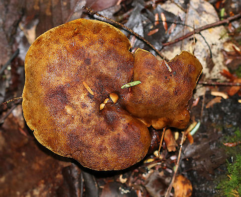 Ash-tree Bolete - Boletinellus merulioides Habitat: Mixed forest
https://www.jungledragon.com/image/91156/ash-tree_bolete_-_boletinellus_merulioides.html
https://www.jungledragon.com/image/91155/ash-tree_bolete_-_boletinellus_merulioides.html Ash-tree bolete,Boletinellus,Boletinellus merulioides,Geotagged,Summer,United States,bolete