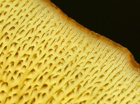 Ash-tree Bolete - Boletinellus merulioides Habitat: Mixed forest
https://www.jungledragon.com/image/91154/ash-tree_bolete_-_boletinellus_merulioides.html
https://www.jungledragon.com/image/91156/ash-tree_bolete_-_boletinellus_merulioides.html Ash-tree bolete,Boletinellus merulioides,Geotagged,Summer,United States