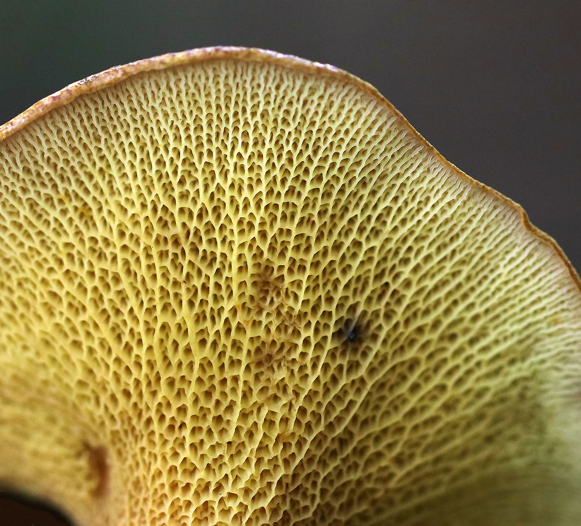 Ash-tree Bolete - Boletinellus merulioides Habitat: Mixed forest<br />
<figure class="photo"><a href="https://www.jungledragon.com/image/91154/ash-tree_bolete_-_boletinellus_merulioides.html" title="Ash-tree Bolete - Boletinellus merulioides"><img src="https://s3.amazonaws.com/media.jungledragon.com/images/3232/91154_thumb.jpg?AWSAccessKeyId=05GMT0V3GWVNE7GGM1R2&Expires=1769040010&Signature=bo6lFdjDWQ12%2FMYO1JKUf6CaH1o%3D" width="200" height="164" alt="Ash-tree Bolete - Boletinellus merulioides Habitat: Mixed forest<br />
https://www.jungledragon.com/image/91156/ash-tree_bolete_-_boletinellus_merulioides.html<br />
https://www.jungledragon.com/image/91155/ash-tree_bolete_-_boletinellus_merulioides.html Ash-tree bolete,Boletinellus,Boletinellus merulioides,Geotagged,Summer,United States,bolete" /></a></figure><br />
<figure class="photo"><a href="https://www.jungledragon.com/image/91155/ash-tree_bolete_-_boletinellus_merulioides.html" title="Ash-tree Bolete - Boletinellus merulioides"><img src="https://s3.amazonaws.com/media.jungledragon.com/images/3232/91155_thumb.jpg?AWSAccessKeyId=05GMT0V3GWVNE7GGM1R2&Expires=1769040010&Signature=XMwYVCqMyhOPh1CN7hPcQOXEbQk%3D" width="200" height="150" alt="Ash-tree Bolete - Boletinellus merulioides Habitat: Mixed forest<br />
https://www.jungledragon.com/image/91154/ash-tree_bolete_-_boletinellus_merulioides.html<br />
https://www.jungledragon.com/image/91156/ash-tree_bolete_-_boletinellus_merulioides.html Ash-tree bolete,Boletinellus merulioides,Geotagged,Summer,United States" /></a></figure> Ash-tree bolete,Boletinellus merulioides,Geotagged,Summer,United States
