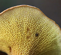 Ash-tree Bolete - Boletinellus merulioides Habitat: Mixed forest<br />
https://www.jungledragon.com/image/91154/ash-tree_bolete_-_boletinellus_merulioides.html<br />
https://www.jungledragon.com/image/91155/ash-tree_bolete_-_boletinellus_merulioides.html Ash-tree bolete,Boletinellus merulioides,Geotagged,Summer,United States
