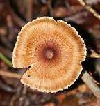 Inocybe lacera group *There are numerous varieties of this species<br />
<br />
Cap: Brown with darker center; broadly convex/nearly flat; fibrous/scaly<br />
Gills: Close; tan; frequent short gills<br />
Stem: Equal; tannish brown; dry; hairy/fibrous<br />
Habitat: Growing on the ground in a mixed forest<br />
https://www.jungledragon.com/image/91206/inocybe_lacera_group.html<br />
https://www.jungledragon.com/image/91205/inocybe_lacera_group.html Geotagged,Inocybe,Inocybe lacera,Inocybe lacera group,Summer,United States,fungus,mushroom