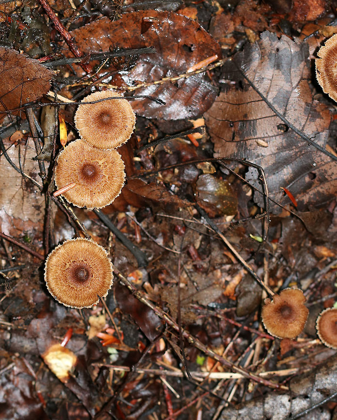 Inocybe lacera group *There are numerous varieties of this species<br />
<br />
Cap: Brown with darker center; broadly convex/nearly flat; fibrous/scaly<br />
Gills: Close; tan; frequent short gills<br />
Stem: Equal; tannish brown; dry; hairy/fibrous<br />
Habitat: Growing on the ground in a mixed forest<br />
<figure class="photo"><a href="https://www.jungledragon.com/image/91206/inocybe_lacera_group.html" title="Inocybe lacera group"><img src="https://s3.amazonaws.com/media.jungledragon.com/images/3232/91206_thumb.jpg?AWSAccessKeyId=05GMT0V3GWVNE7GGM1R2&Expires=1759968010&Signature=5P9Kjn%2FGNE4SV%2BoAy60BGRreeMk%3D" width="200" height="200" alt="Inocybe lacera group *There are numerous varieties of this species<br />
<br />
Cap: Brown with darker center; broadly convex/nearly flat; fibrous/scaly<br />
Gills: Close; tan; frequent short gills<br />
Stem: Equal; tannish brown; dry; hairy/fibrous<br />
Habitat: Growing on the ground in a mixed forest<br />
https://www.jungledragon.com/image/91205/inocybe_lacera_group.html<br />
https://www.jungledragon.com/image/91204/inocybe_lacera_group.html Geotagged,Inocybe lacera,Summer,United States" /></a></figure><br />
<figure class="photo"><a href="https://www.jungledragon.com/image/91204/inocybe_lacera_group.html" title="Inocybe lacera group"><img src="https://s3.amazonaws.com/media.jungledragon.com/images/3232/91204_thumb.jpg?AWSAccessKeyId=05GMT0V3GWVNE7GGM1R2&Expires=1759968010&Signature=ILTNmBBhausf3x1GEcdLFpFaYck%3D" width="146" height="152" alt="Inocybe lacera group *There are numerous varieties of this species<br />
<br />
Cap: Brown with darker center; broadly convex/nearly flat; fibrous/scaly<br />
Gills: Close; tan; frequent short gills<br />
Stem: Equal; tannish brown; dry; hairy/fibrous<br />
Habitat: Growing on the ground in a mixed forest<br />
https://www.jungledragon.com/image/91206/inocybe_lacera_group.html<br />
https://www.jungledragon.com/image/91205/inocybe_lacera_group.html Geotagged,Inocybe,Inocybe lacera,Inocybe lacera group,Summer,United States,fungus,mushroom" /></a></figure> Geotagged,Inocybe lacera,Summer,United States