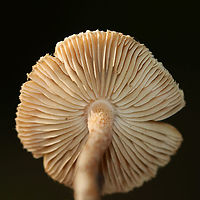 Inocybe lacera group *There are numerous varieties of this species<br />
<br />
Cap: Brown with darker center; broadly convex/nearly flat; fibrous/scaly<br />
Gills: Close; tan; frequent short gills<br />
Stem: Equal; tannish brown; dry; hairy/fibrous<br />
Habitat: Growing on the ground in a mixed forest<br />
https://www.jungledragon.com/image/91205/inocybe_lacera_group.html<br />
https://www.jungledragon.com/image/91204/inocybe_lacera_group.html Geotagged,Inocybe lacera,Summer,United States