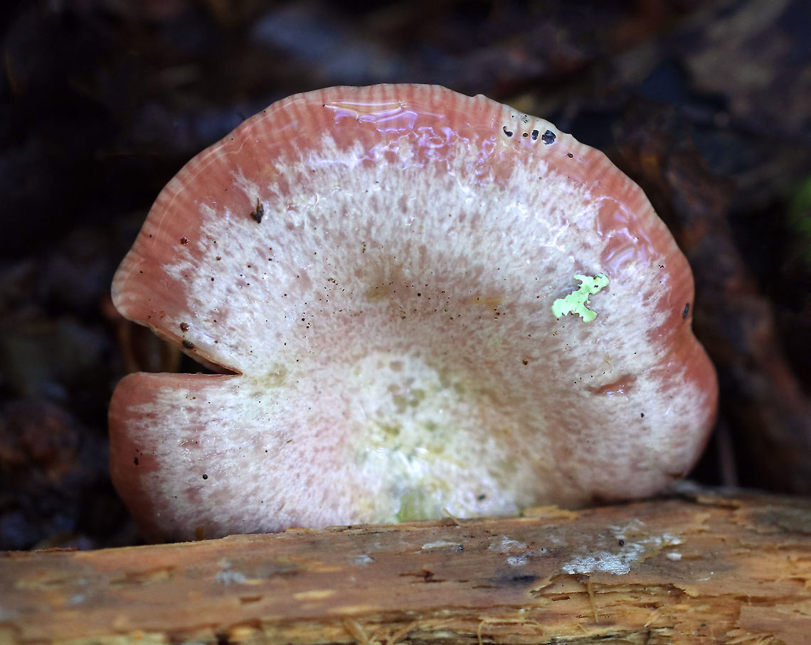 Lactarius subpurpureus Habitat: Mixed forest<br />
<figure class="photo"><a href="https://www.jungledragon.com/image/91209/lactarius_subpurpureus.html" title="Lactarius subpurpureus"><img src="https://s3.amazonaws.com/media.jungledragon.com/images/3232/91209_thumb.jpg?AWSAccessKeyId=05GMT0V3GWVNE7GGM1R2&Expires=1759968010&Signature=CUwH%2FZOqUMuLnQ7%2Fxod2yFvCSv0%3D" width="200" height="138" alt="Lactarius subpurpureus Habitat: Mixed forest<br />
https://www.jungledragon.com/image/91208/lactarius_subpurpureus.html Geotagged,Lactarius subpurpureus,Summer,United States" /></a></figure> Geotagged,Lactarius subpurpureus,Summer,United States,fungus,lactarius,mushroom
