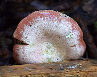 Lactarius subpurpureus Habitat: Mixed forest<br />
https://www.jungledragon.com/image/91209/lactarius_subpurpureus.html Geotagged,Lactarius subpurpureus,Summer,United States,fungus,lactarius,mushroom