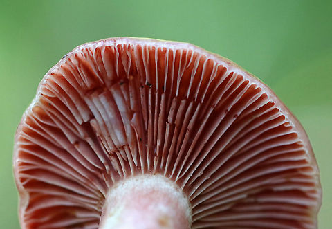 Lactarius subpurpureus Habitat: Mixed forest
https://www.jungledragon.com/image/91208/lactarius_subpurpureus.html Geotagged,Lactarius subpurpureus,Summer,United States