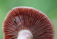 Lactarius subpurpureus Habitat: Mixed forest<br />
https://www.jungledragon.com/image/91208/lactarius_subpurpureus.html Geotagged,Lactarius subpurpureus,Summer,United States