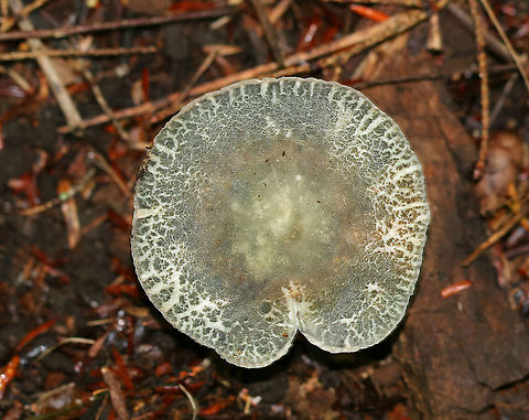 Cracked Quilt Russula - Russula parvovirescens Flat cap with a shallow depression. It was dry and had a cracked surface with large crustose patches. The color was blue-green with some brownish bits. Gills and stipe were white.

Habitat: Mixed forest
https://www.jungledragon.com/image/91212/cracked_quilt_russula_-_russula_parvovirescens.html Geotagged,Russula parvovirescens,Summer,United States,cracked quilt russula,mushroom,russula