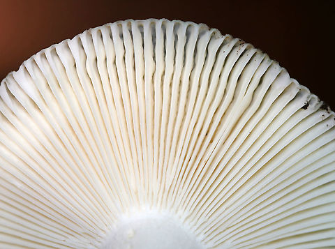 Cracked Quilt Russula - Russula parvovirescens Flat cap with a shallow depression. It was dry and had a cracked surface with large crustose patches. The color was blue-green with some brownish bits. Gills and stipe were white.

Habitat: Mixed forest
https://www.jungledragon.com/image/91211/cracked_quilt_russula_-_russula_parvovirescens.html Geotagged,Russula parvovirescens,Summer,United States