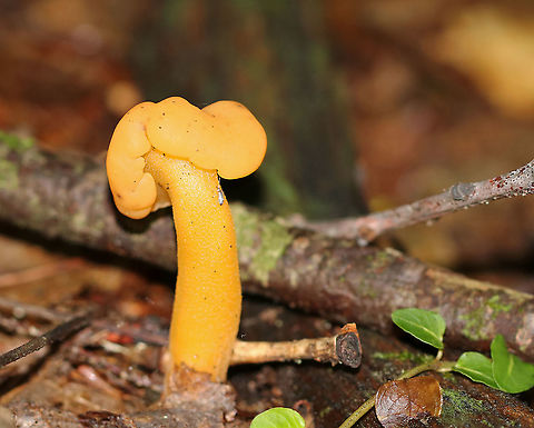 Jelly Baby - Leotia lubrica Habitat: Mixed forest Geotagged,Jelly baby,Leotia,Leotia lubrica,Summer,United States,fungus,mushroom