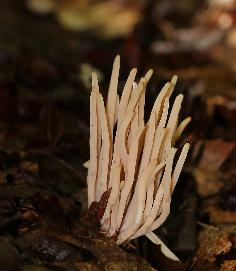 Smoky Clavaria - Clavaria fumosa Beautiful, pale pink coral fungi. The fruiting bodies were cylindrical with slightly tapered bases. They were very fragile and waxy.<br />
<br />
Habitat: Growing on the ground in a mixed forest Clavaria fumosa,Geotagged,Smoky clavaria,Summer,United States,worm coral