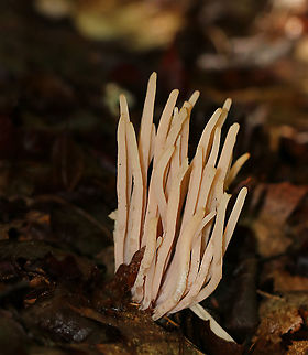 Smoky Clavaria - Clavaria fumosa Beautiful, pale pink coral fungi. The fruiting bodies were cylindrical with slightly tapered bases. They were very fragile and waxy.

Habitat: Growing on the ground in a mixed forest Clavaria fumosa,Geotagged,Smoky clavaria,Summer,United States,worm coral