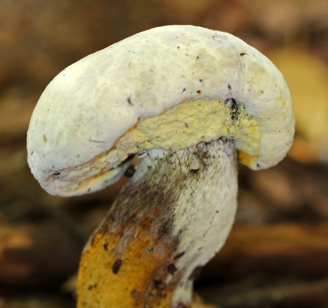 Bolete Eater - Hypomyces chrysospermus This mushroom is infected with a parasitic fungus, Hypomyces chrysospermus, which has distorted its growth.<br />
<br />
Habitat: Mixed forest Bolete eater,Geotagged,Hypomyces,Hypomyces chrysospermus,Summer,United States,fungus,parasitic fungus