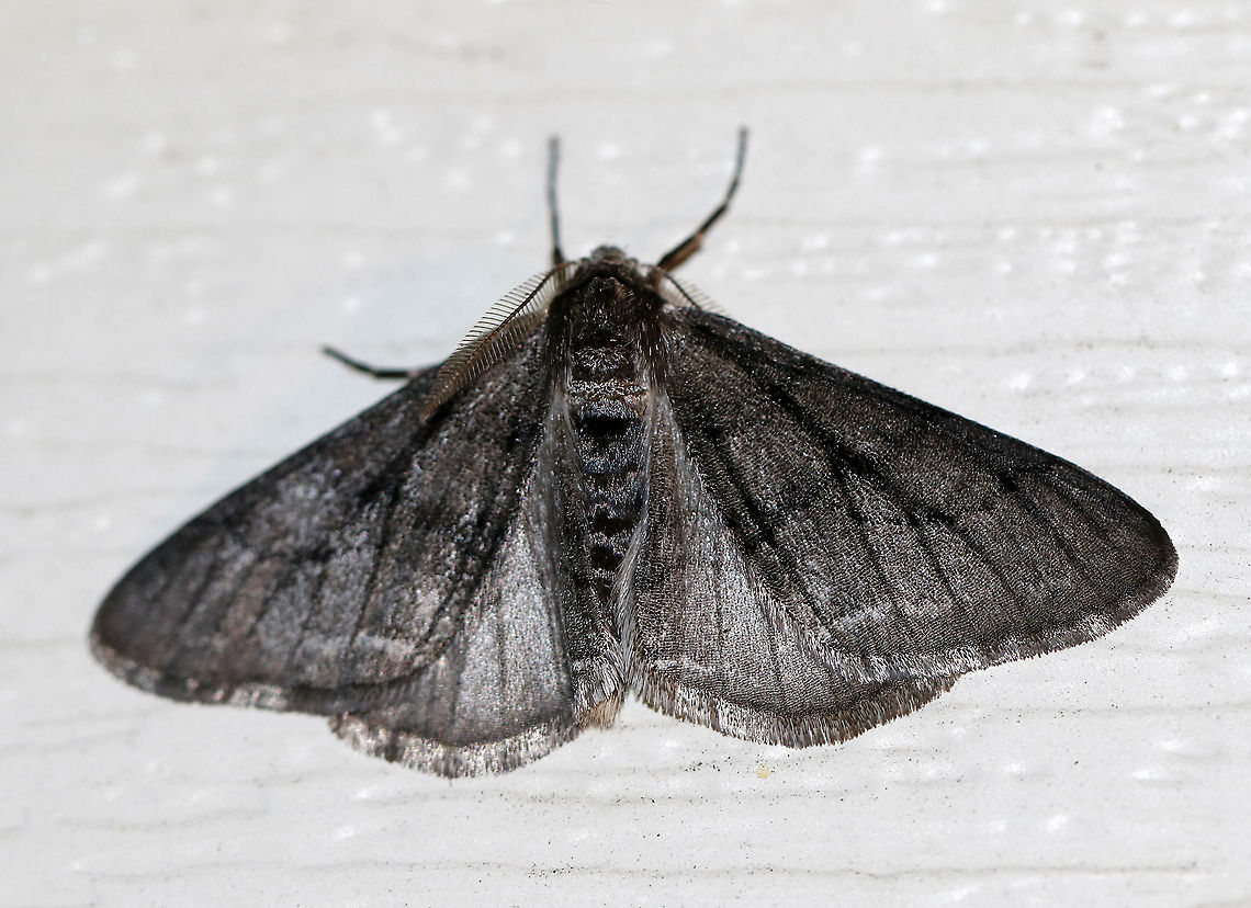 Half-wing Moth (Melanic) - Phigalia titea This moth is a melanic male.  I know it&#039;s male because the female of this species is wingless. This is my first time spotting a melanic individual, which was pretty cool! <br />
<br />
Fun fact: Melanic morphs of this species seem to prefer white backgrounds, such as white birch.<br />
<br />
Habitat: Attracted to a 395 nm LED light in a semi-rural area <br />
<br />
2020(6) Geotagged,Phigalia,Phigalia titea,Spiny looper,United States,Winter,half-wing moth,melanic moth,melanism,moth